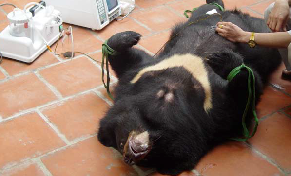 Bile being extracted from a bear's gall bladder. Ha Long Bear Bile Farms sell bile to Korean tourists 