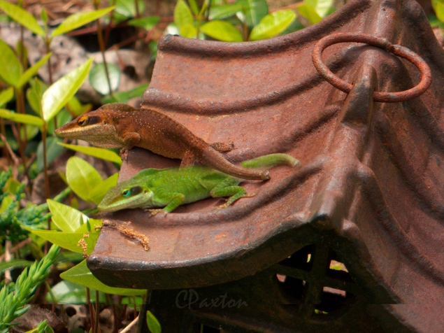 The same Green Anole, in both green and brown phases at Crawfish Springs. C. Paxton photo and copyright.