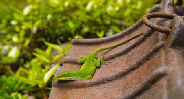 Green Anole basking on metal lantern. C.Paxton photo and copyright.