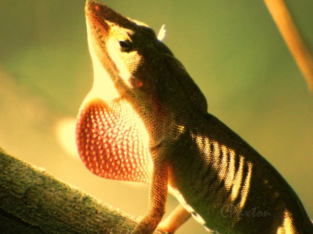 Green Anole in brown aspect displaying to a rival.