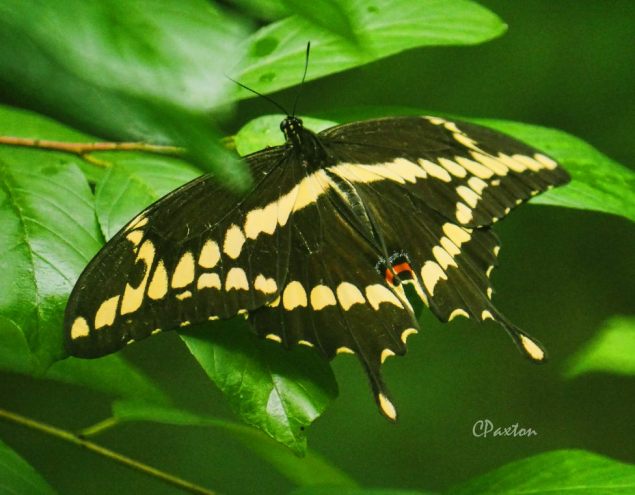 The Giant Swallowtail butterfly is one of North America's largest and most spectacular butterflies, C.Paxton photo and copyright.
