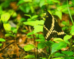 Giant Swallowtail at rest in the herb layer at Crawfish Springs. C.Paxton image and copyright.