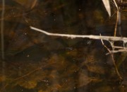 Bowfin tail in shallow backwater at Black Bayou Lake National Wildlife Refuge.