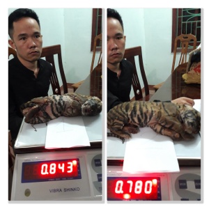 Pair of Frozen Tiger Cubs Seized in Wildlife Crime Bust by ENV and Police