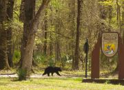 Louisiana Black Bear, Ursus americanus luteolus, in Tensas River Wildlife Management Area. Global Biodiversity Day 2019 is themed on "Our Biodiversity, Our Food, Our Health".