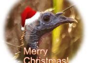 Christmas turkey in Santa hat